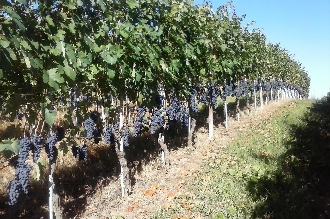Diano dʼAlba Tenuta Calabiana المظهر الخارجي الصورة